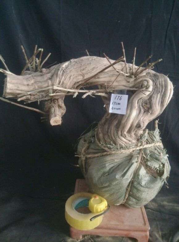 金银花下山桩 还能长这么粗壮