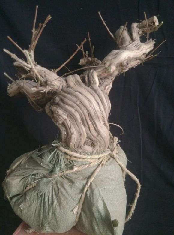 金银花下山桩 还能长这么粗壮