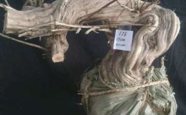 金银花下山桩 还能长这么粗壮 图片