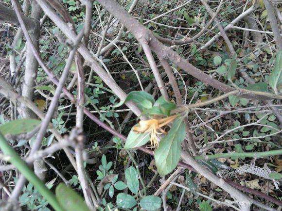 2根有花的金银花下山桩