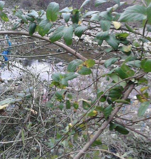 2根有花的金银花下山桩