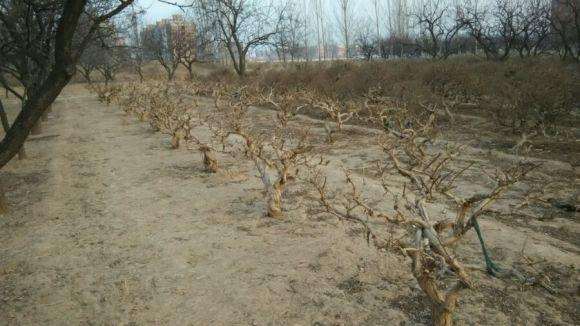 金银花下山桩不是不落叶的吗