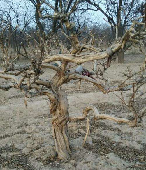 金银花下山桩不是不落叶的吗