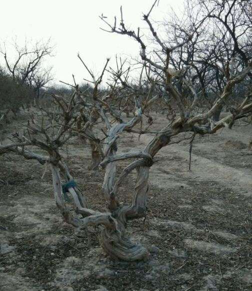 金银花下山桩不是不落叶的吗