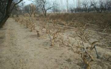 金银花下山桩不是不落叶的吗