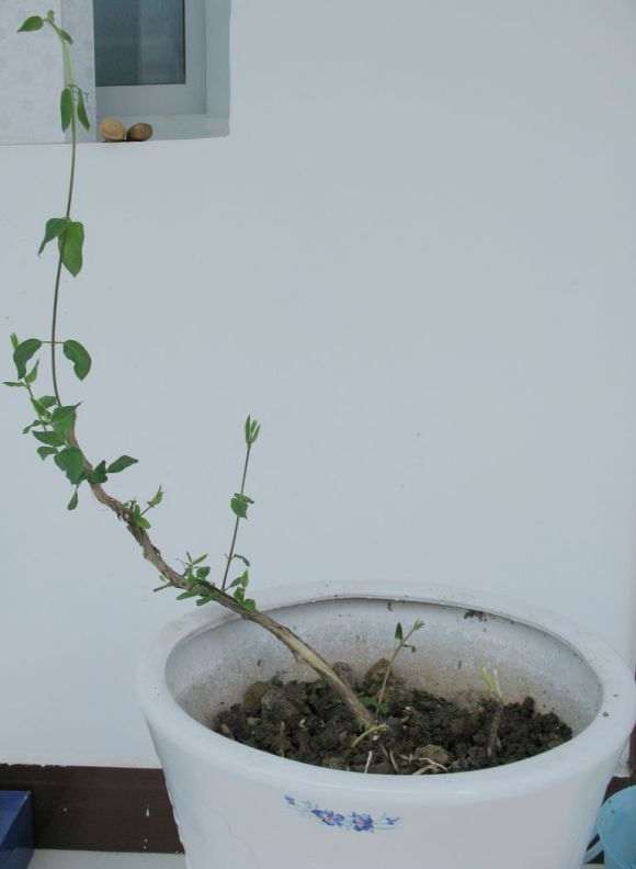 野外挖回来的金银花下山桩