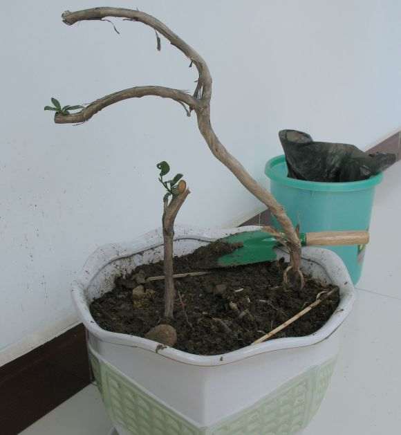 野外挖回来的金银花下山桩