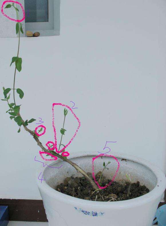 野外挖回来的金银花下山桩
