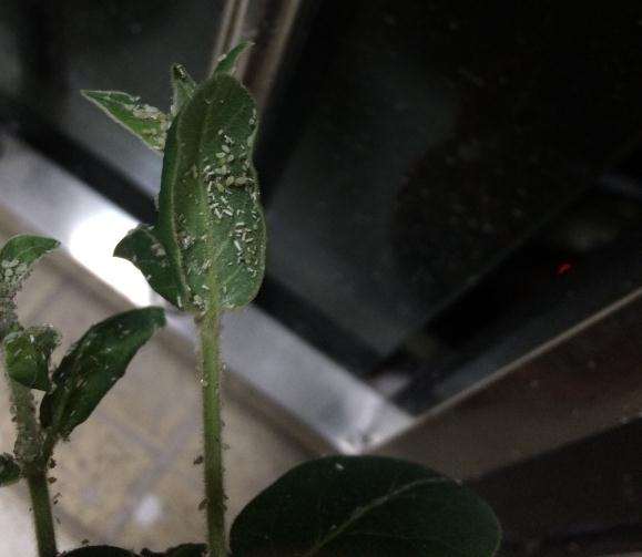 金银花盆景是得了什么虫子