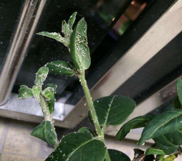 金银花盆景是得了什么虫子