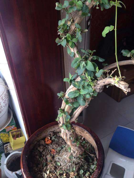 金银花下山桩得了白粉病