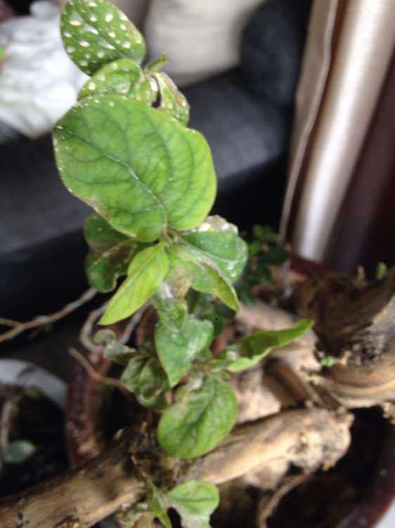 金银花下山桩得了白粉病