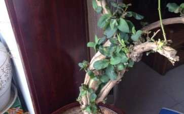 金银花下山桩得了白粉病 怎么办 图片