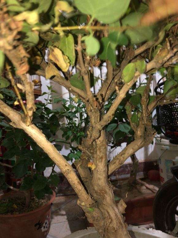 这是金银花下山桩吗