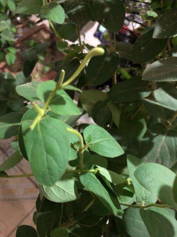 这是金银花下山桩吗