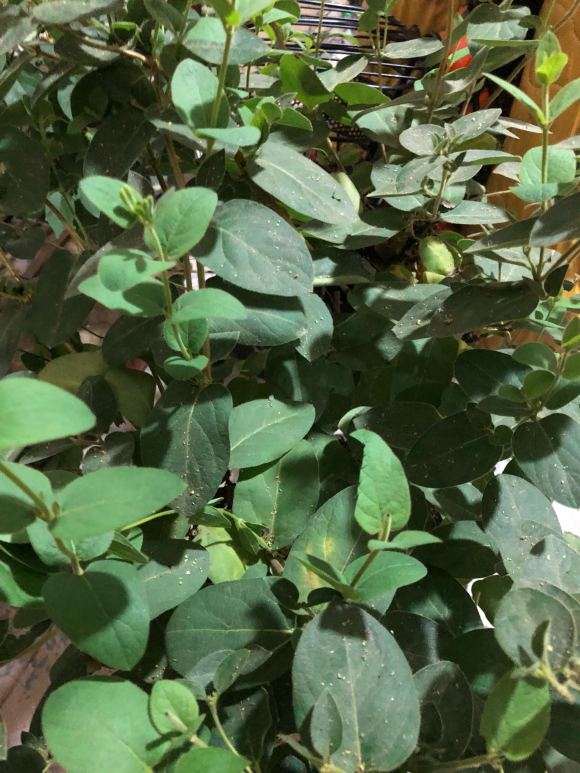 这是金银花下山桩吗