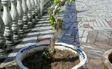 刚买的金银花下山桩怎么养 图片