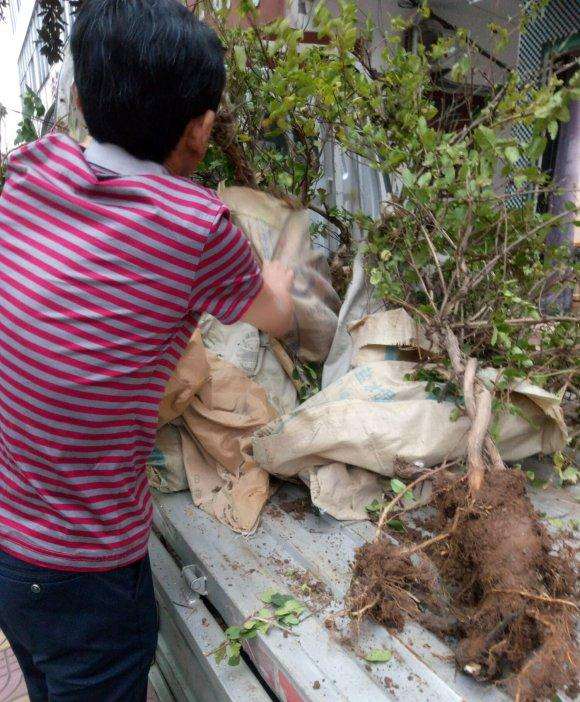 金银花下山桩叶子发黄是怎么回事