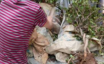 金银花下山桩叶子发黄是怎么回事