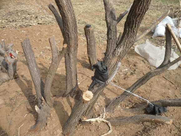 黄栌下山桩可以做盆景吗