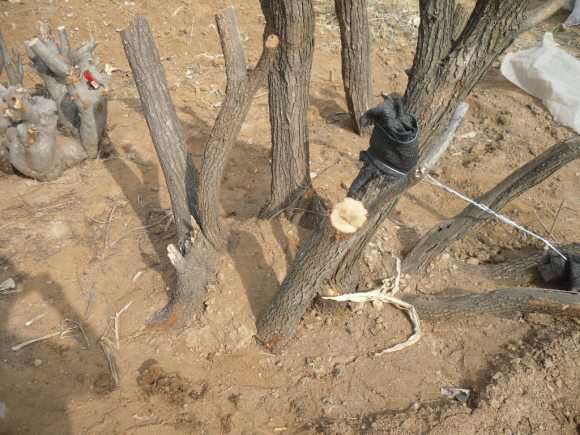 黄栌下山桩可以做盆景吗