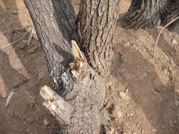 黄栌下山桩可以做盆景吗