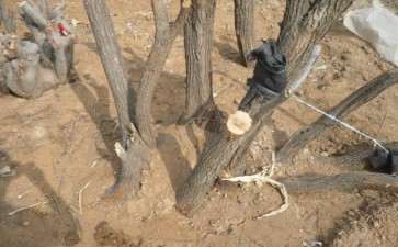 黄栌下山桩可以做盆景吗 图片