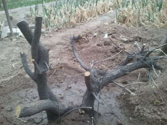 我的黄栌下山桩能做盆景吗