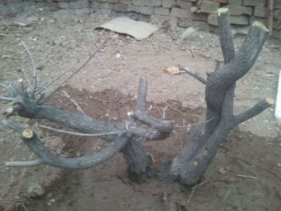 我的黄栌下山桩能做盆景吗