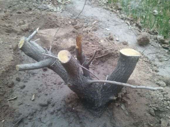 我的黄栌下山桩能做盆景吗