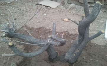 我的黄栌下山桩能做盆景吗 图片