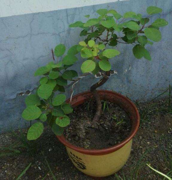 晒晒自己的黄栌下山桩