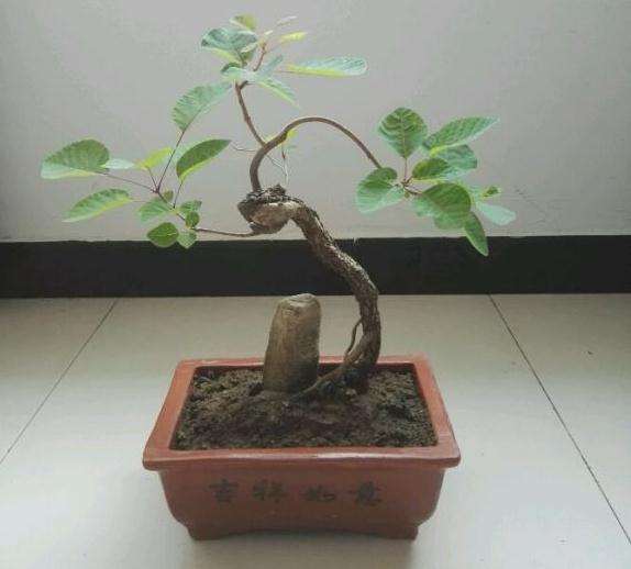 晒晒自己的黄栌下山桩