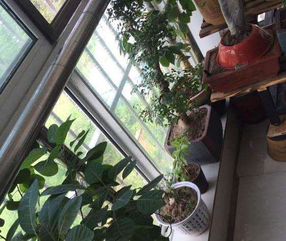 晒晒自己的黄栌下山桩