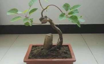 晒晒自己的黄栌下山桩 欢迎点评 图片