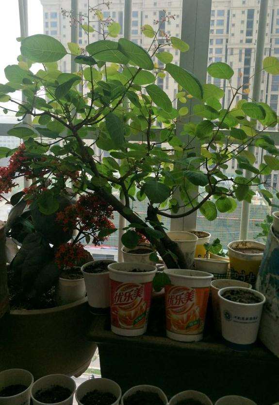 6年的黄栌下山桩第一次开花