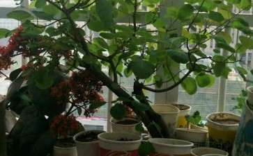 6年的黄栌下山桩第一次开花 图片