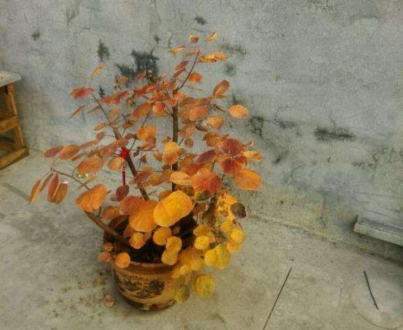 去年和朋友挖的黄栌下山桩