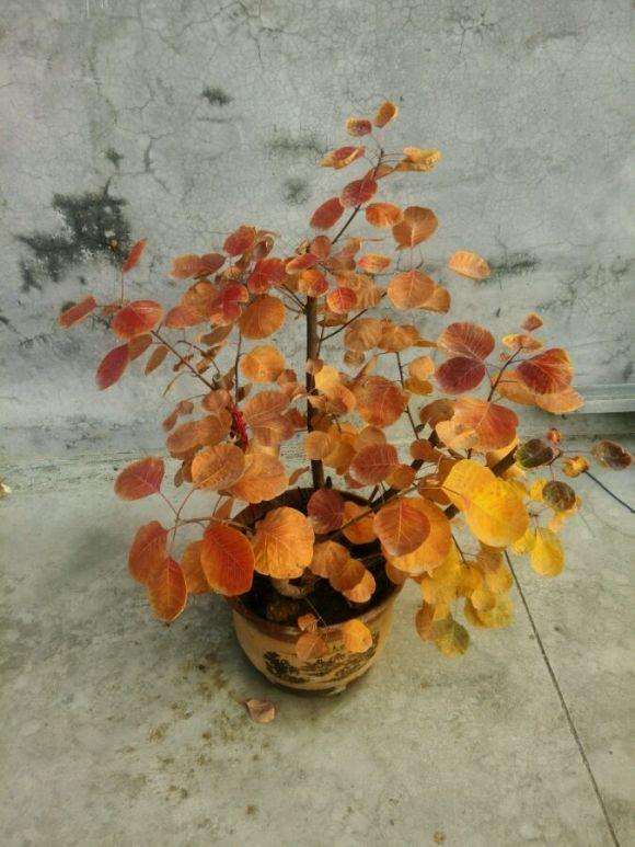 去年和朋友挖的黄栌下山桩