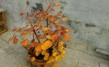 去年和朋友挖的黄栌下山桩 可以吗 图片