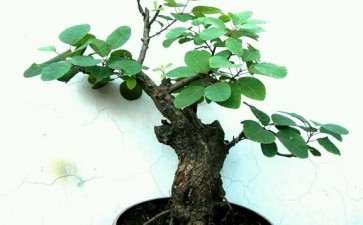 这颗黄栌下山桩可以吗 图片