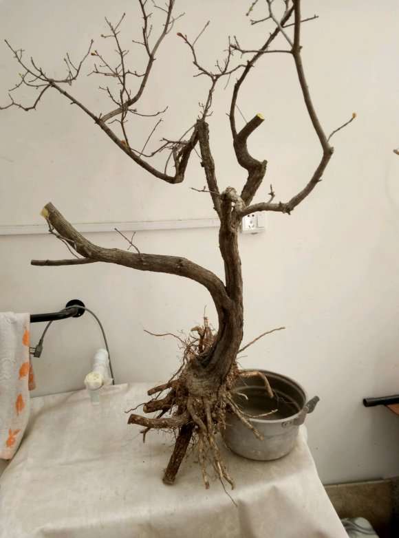 刚挖的黄栌下山桩