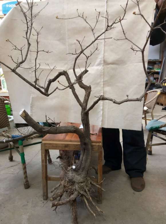 刚挖的黄栌下山桩