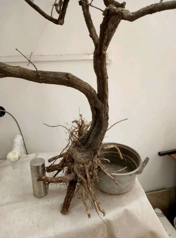 刚挖的黄栌下山桩