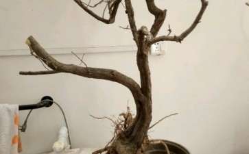 刚挖的黄栌下山桩 可以吗 图片