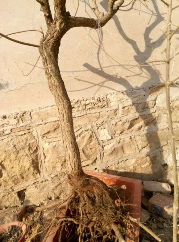 为什么黄栌下山桩要栽活