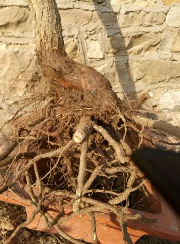 为什么黄栌下山桩要栽活