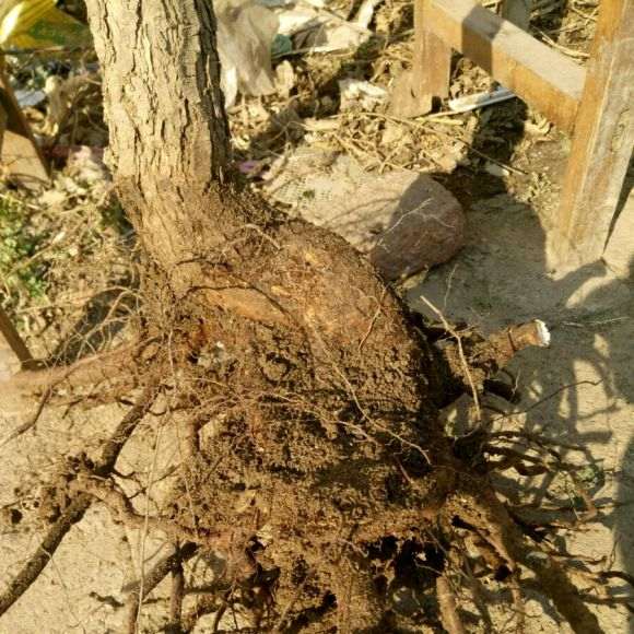 为什么黄栌下山桩要栽活