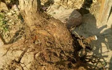 为什么黄栌下山桩要栽活 根系好才行