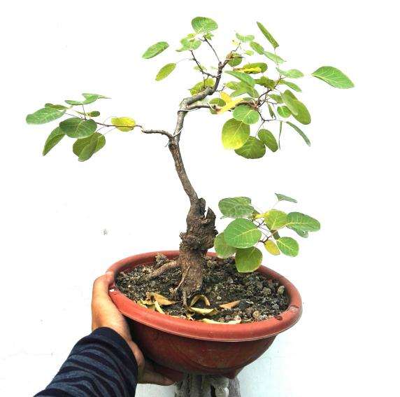 家里的黄栌下山桩 还不红